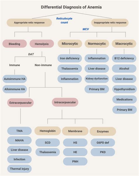 What are causes of hemolysis? • The Blood Project