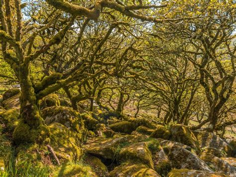 Europe’s Ancient Forests ‘In Perilous State,' Scientists Warn - Urban Forest Dweller