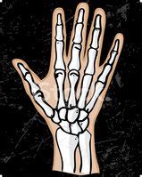 Hand Bones Stock Clipart | Royalty-Free | FreeImages