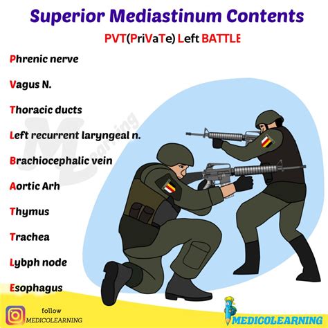 Anterior Mediastinum Contents