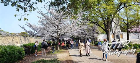 Osaka Castle Park and Cherry Blossoms: A Match Made in Heaven