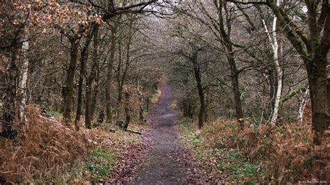 Sherwood Forest in England - maps and trails + photos