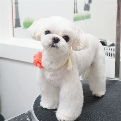 maltese grooming #malteselove #maltepoogrooming #memydog #atlantapetgrooming…" | Pet grooming ...