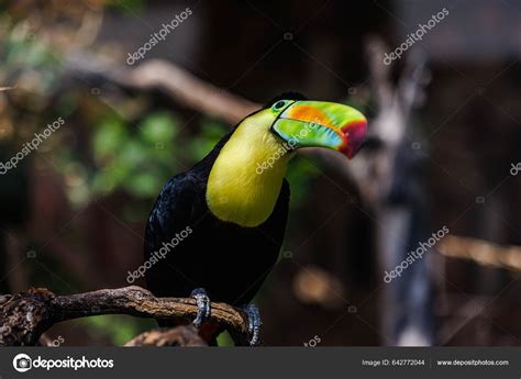 Toucan Bird Massive Beak Closeup Shot Stock Photo by ©icemanphotos ...