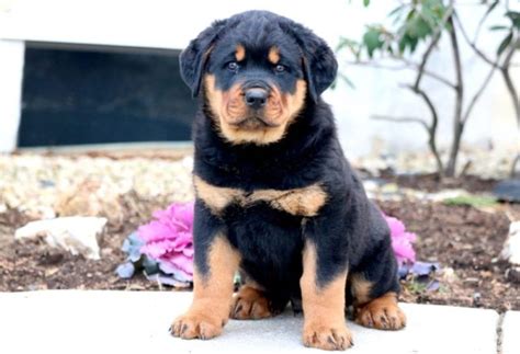 Rottweiler Puppies for Sale - Keystone Puppies