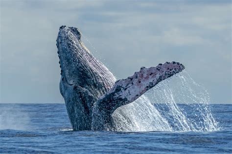 Ballena jorobada - Características, tamaño, dónde vive y alimentación