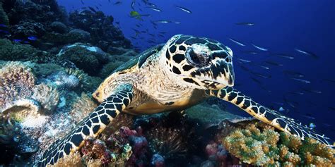 Tortuga Carey un tesoro de colores en el mundo marino - DIARIO ROATÁN