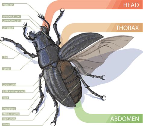 Beetle Wings Anatomy