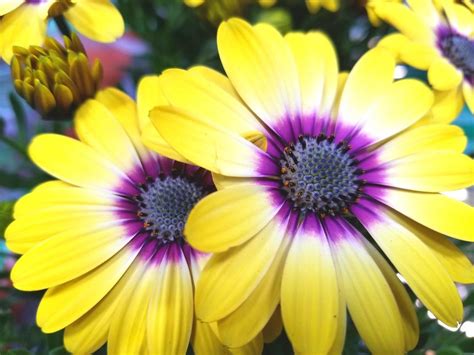 Yellow and purple daisy flowers. Nature photo by Sherrie Thai of ...