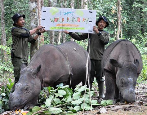 How was 2013 for Asian Rhinos? | Save The Rhino