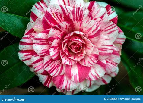 Red and White Camellia Flower Stock Photo - Image of wildflower, anthers: 94685324