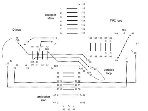 tRNA secondary and tertiary structure | Download Scientific Diagram