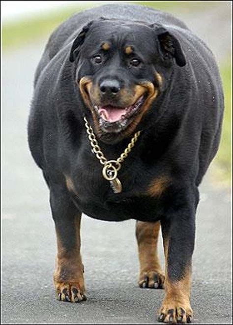 Chihuahua Fattest Dog - Pets Lovers