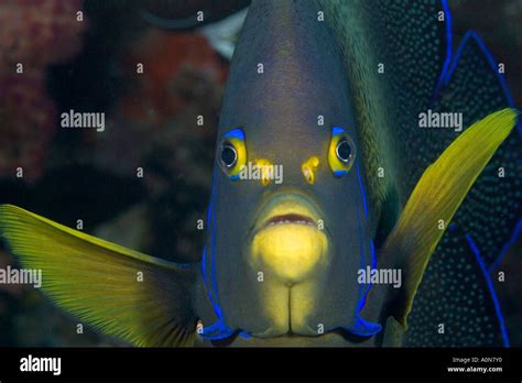 Semicircle angelfish, Pomacanthus semicirculatus, Indonesia Stock Photo - Alamy