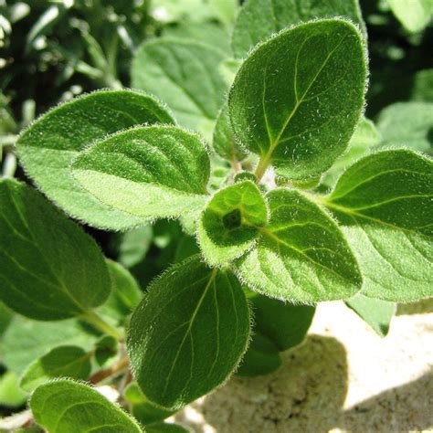 Italian Oregano Organic Seeds | GardenEazy