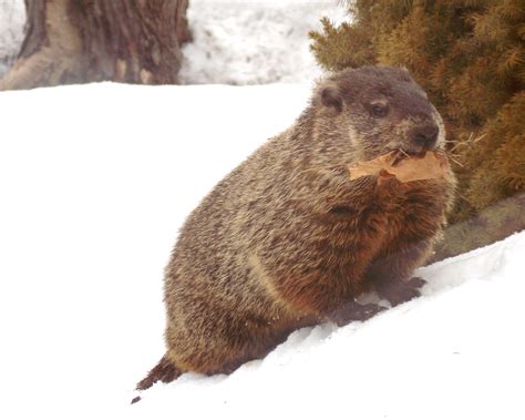 “Whistle Pigs,” Punxsutawney and the backstory of Groundhog Day « All In