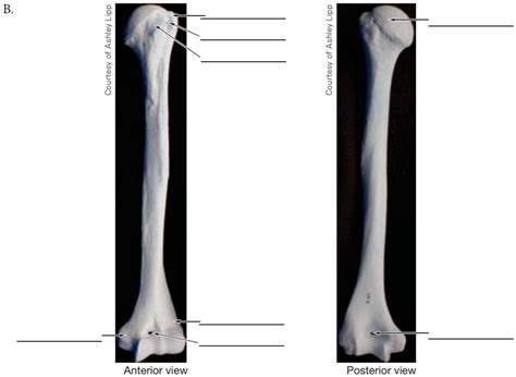 SOLVED: Refer to the skeletal material provided by your instructor (or the human humerus ...