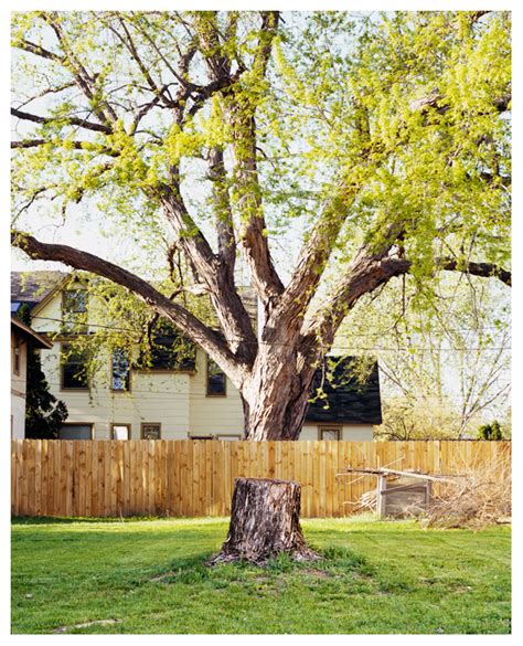 Tree seems to be partially invisible in this backyard optical illusion | 22 Words