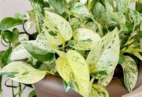 Marble Queen Pothos Care: Devil's Ivy Plant Growing Information & Tips