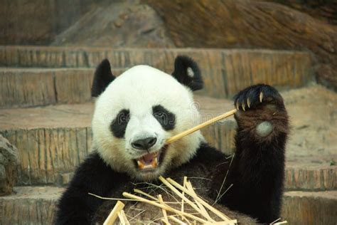 Giant Panda Bear Enjoy Eating Bamboo Stock Photo - Image of grass ...