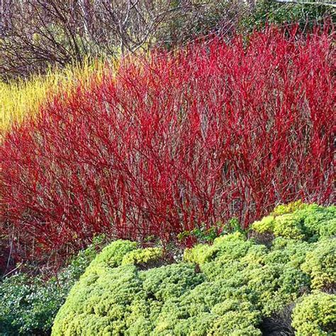 Red Twig Dogwood Shrubs for Sale – FastGrowingTrees.com