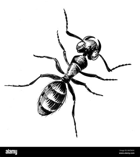 Ant insect. Ink black and white illustration Stock Photo - Alamy