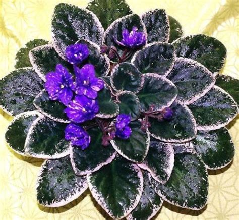 VARIEGATED AFRICAN VIOLET Saintpaulia Popular House Plant | Etsy