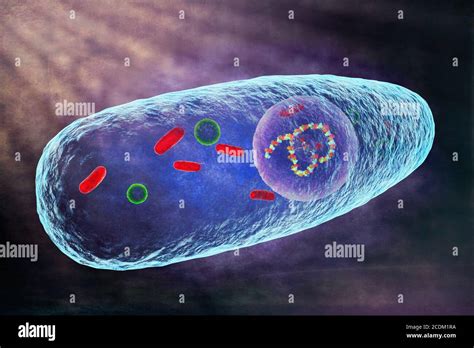 Pasteurella Multocida Human Infection