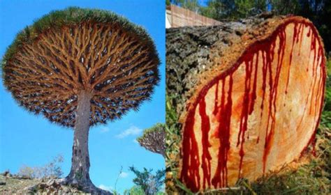 Nature’s wonders: Rosewood, the tree that bleeds red…. - Ibiene Magazine