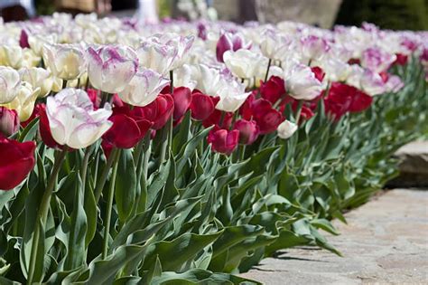 140+ Long Stem Tulips Pictures Stock Photos, Pictures & Royalty-Free ...