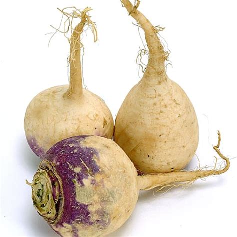 Vegetable: Rutabaga and Turnip | Center for Agriculture, Food, and the Environment at UMass Amherst