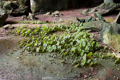 Photo of Plants growing in cave. Gua Ikan cave, Kelantan, Malaysia