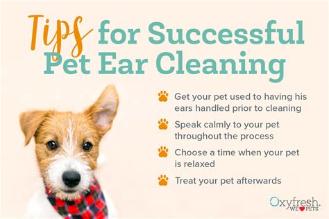 How to Clean Pet Ears: 3 Easy Steps