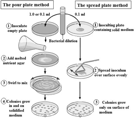 A comparison between the pour plate method and the spread plate method ...