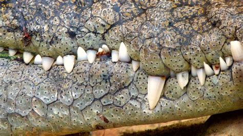 The 8 Main Differences Between Alligators and Crocodiles - Owlcation