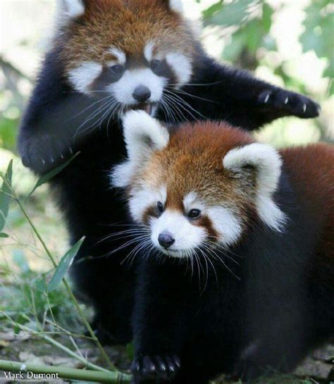 Pin by chk on Red Pandas | Babies | Red panda baby, Red panda, Cute animals