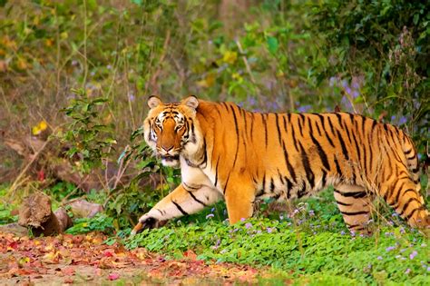 The Amazing World : Jim Corbett National Park, Nainital District, Ramnagar, Uttarakhand, India