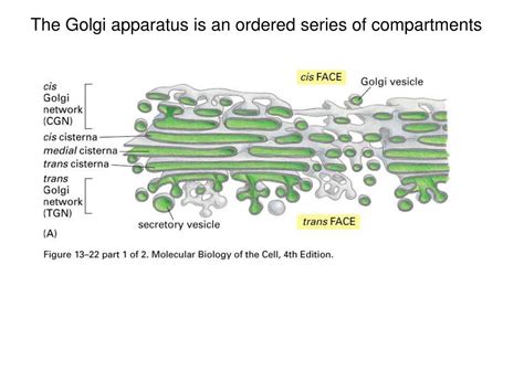 PPT - Golgi Apparatus & Lysosomes PowerPoint Presentation, free download - ID:5084109