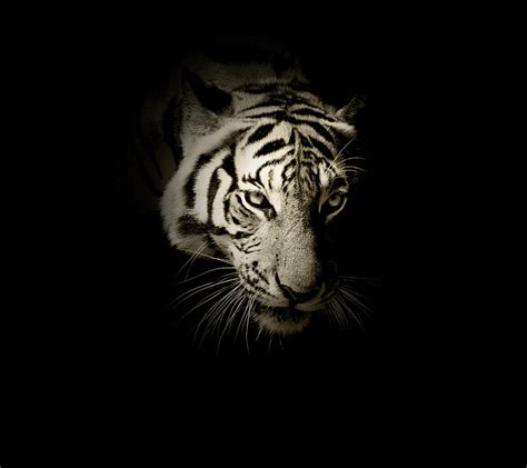 Black And White Tiger Wallpapers