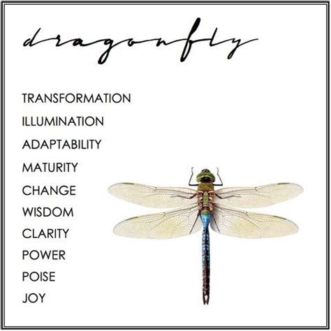 63 best images about Dragonfly on Pinterest | Vector free download, Yin ...