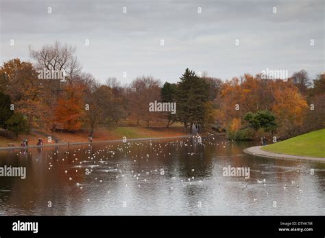 Sefton Park boating lake in Liverpool Stock Photo - Alamy