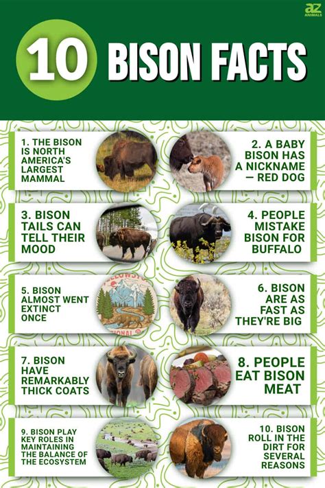 10 Incredible Bison Facts - A-Z Animals