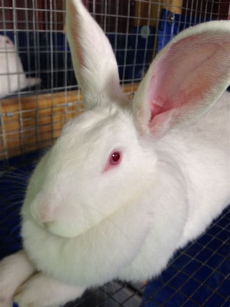 Florida White. | Rabbit, Domestic rabbit, Rabbit breeds