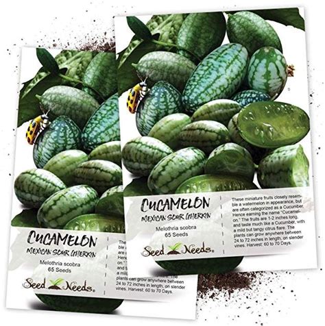 Amazon.com: cucamelon seeds | Container gardening vegetables, Planting vegetables, Vegetable ...