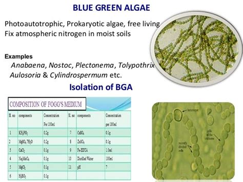 Biofertilizer dr.vr