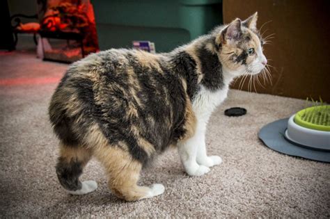 Cats with stubbed tails more prone to litter box issues