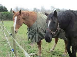 Horses near to Great Sarratt Hall © Peter S cc-by-sa/2.0 :: Geograph ...