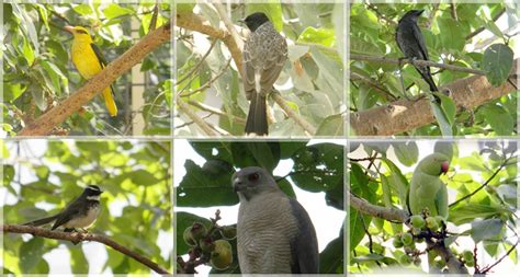 Birds of India – Part 2 – My Photo Blog