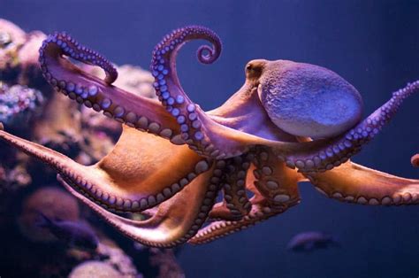 Newly discovered fossil shows the octopus came before the dinosaur