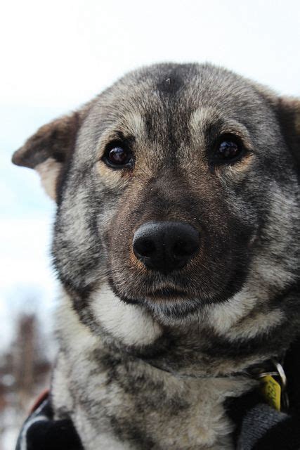 Pin by Dogs... my beloved on Awesome Animals | Beautiful dogs, Norwegian elkhound, Dog breeds